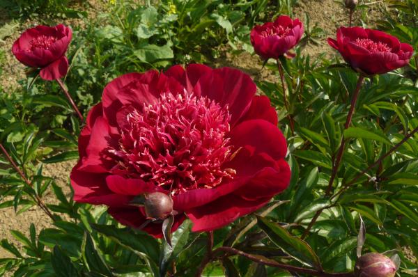 Pfingstrose Hari Ai Nin, Paeonia lactiflora